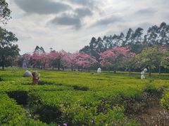 -清远熹乐谷温泉度假酒店