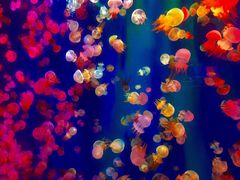 -成都浩海立方海洋公园