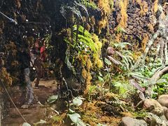 -正佳雨林生态植物园