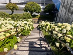 -台场海滨公园船码头