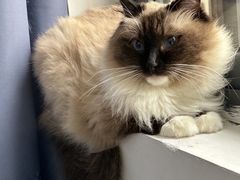 -瑞派康怡24h宠物医院·犬猫医疗中心·微创绝育(瑞景分院)
