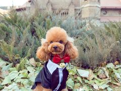 -超宠爱宠物摄影-Super pet
