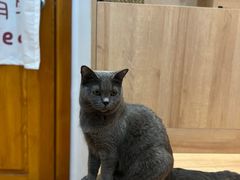 -是阿柴呀！柴犬咖啡·爱喵喵猫咖