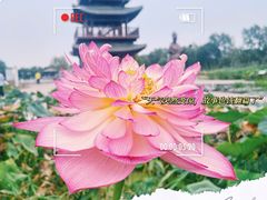 -荷花大观园