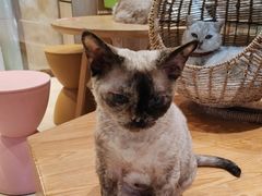 -藏猫猫咖啡主题馆(中央大道店)