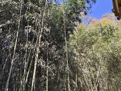 -栾川竹海野生动物园