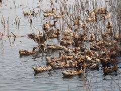 -野鸭湖国家湿地公园
