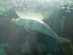 -悉尼海洋生物水族馆