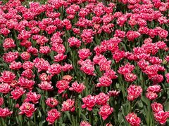 -玄武湖景区-情侣园游乐场