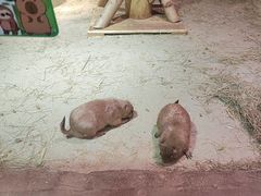 -正佳雨林生态植物园