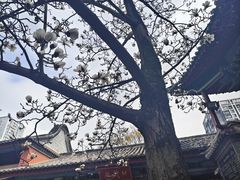 -真庆观