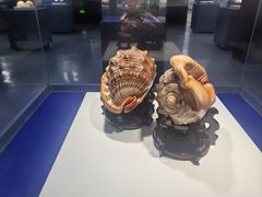 -贝壳王国博物馆