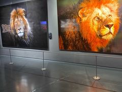 -罗红摄影艺术馆