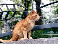 -林记木担鱼丸汤(鼓浪屿店)