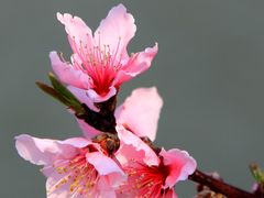 -南汇桃花村