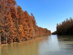 -上海海湾国家森林公园