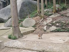 -大围山国家森林公园