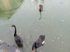 -芭东小镇温泉