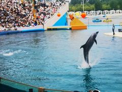 -秦皇岛乐岛海洋王国