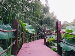 -陈家山荷花公园