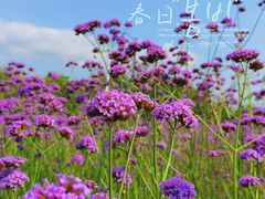 -深圳湾公园(南山区)