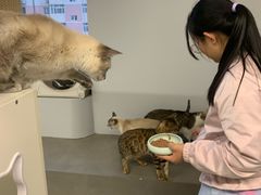 -Cappucimeow猫咪咖啡馆(韦伯时代店)