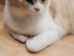 -MOYOYO猫咪咖啡店
