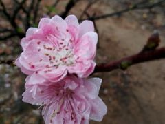 -南国桃园旅游度假区