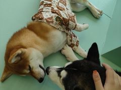 -怪兽屋·羊驼·猫咖·狗咖(俊华广场店)