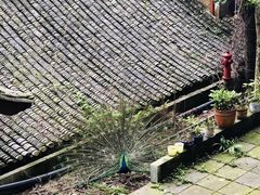 -都江堰普照寺