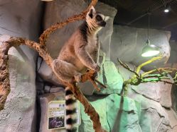 -Zoolung Zoolung动物主题公园(海信广场店)