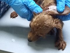 -爱侣宠医·鹦鹉专科·小型哺乳类·异宠专科(灵石路店)