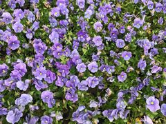 -白塘生态植物园