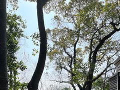 -上海佘山国家森林公园天马山园