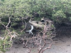 -北海金海湾红树林生态旅游区