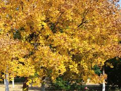 -永定河休闲森林公园