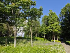 -五甲塘生态湿地公园