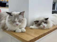 -李小姐の猫咖啡馆(五角场店)
