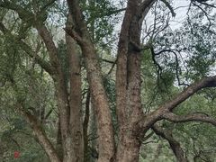 -石台牯牛降景区