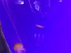 -迪拜水族馆及水下动物园