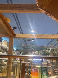 -卡通尼·Safari非洲探索乐园·生日会(金桥国际商业广场店)