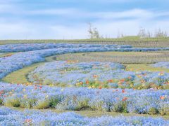 -上海滨江森林公园