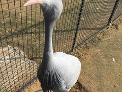 -盐城丹顶鹤湿地生态旅游区