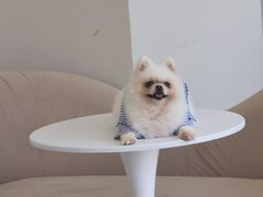 -怪兽屋·羊驼·猫咖·狗咖(俊华广场店)