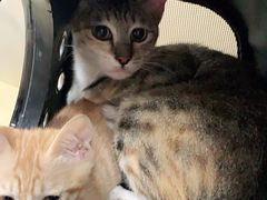 -宠颐生猫科·内科皮肤科(西平世纪城店)