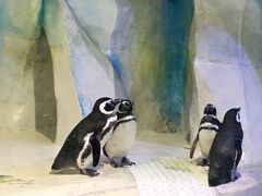 -皇家极地海洋世界-售票处