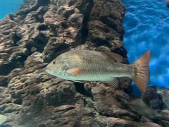 -上海海洋水族馆