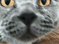 -康爱犬猫诊所·牙专科·骨外科·影像内科(丰宁店)