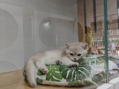 -青奢宠物·青奢猫舍