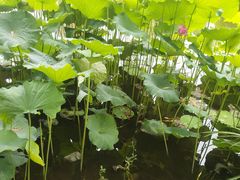 -陈家山荷花公园